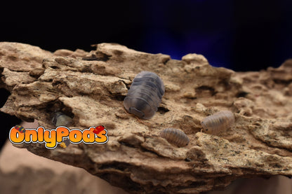 Cubaris Cliff Ducky Isopod for sale UK - OnlyPods