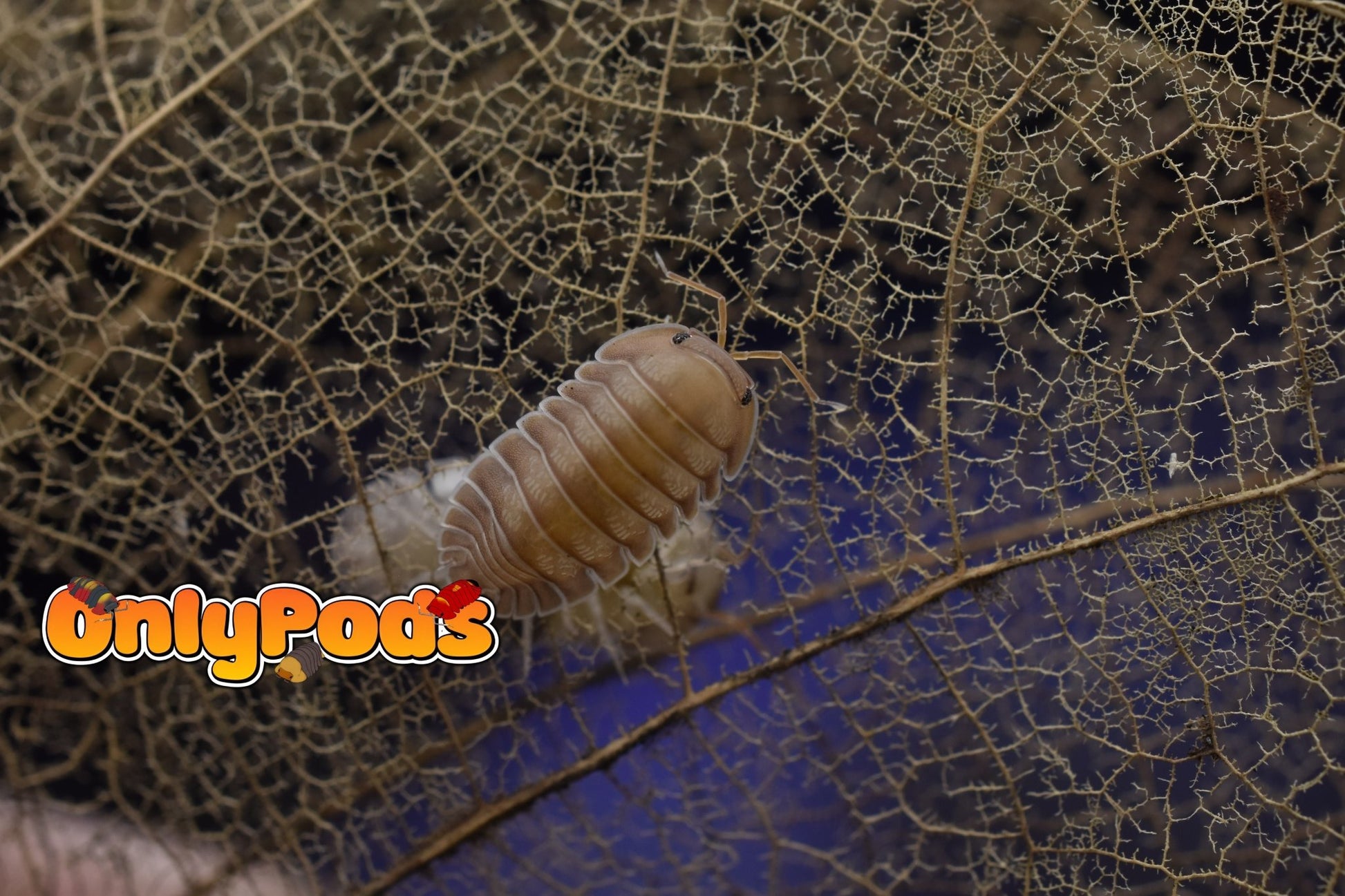 Cubaris Cliff Ducky Isopod for sale UK - OnlyPods