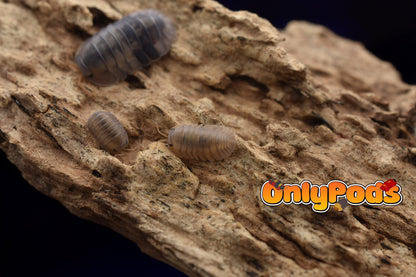 Cubaris Cliff Ducky Isopod for sale UK - OnlyPods