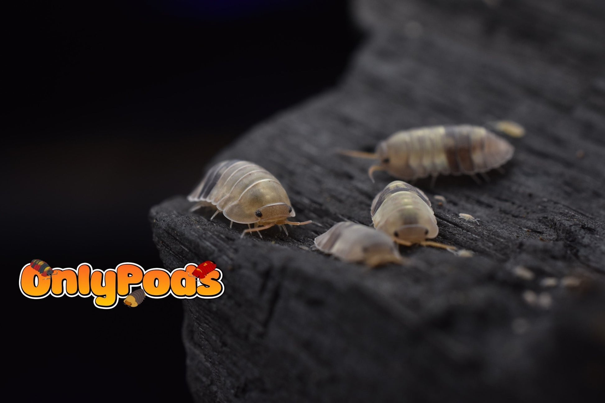 Cubaris Cliff Ducky Isopod for sale UK - OnlyPods