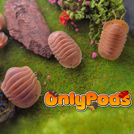 Cubaris Crabby Isopod for sale UK - OnlyPods