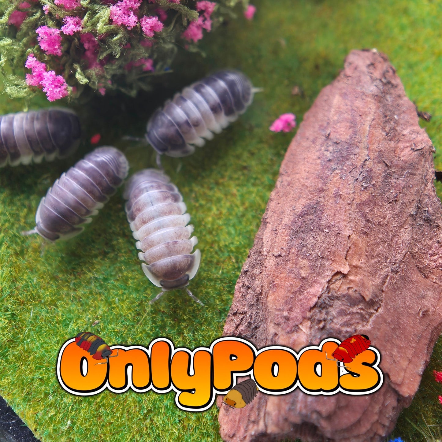 Cubaris Crazy Horse Isopod for sale UK - OnlyPods