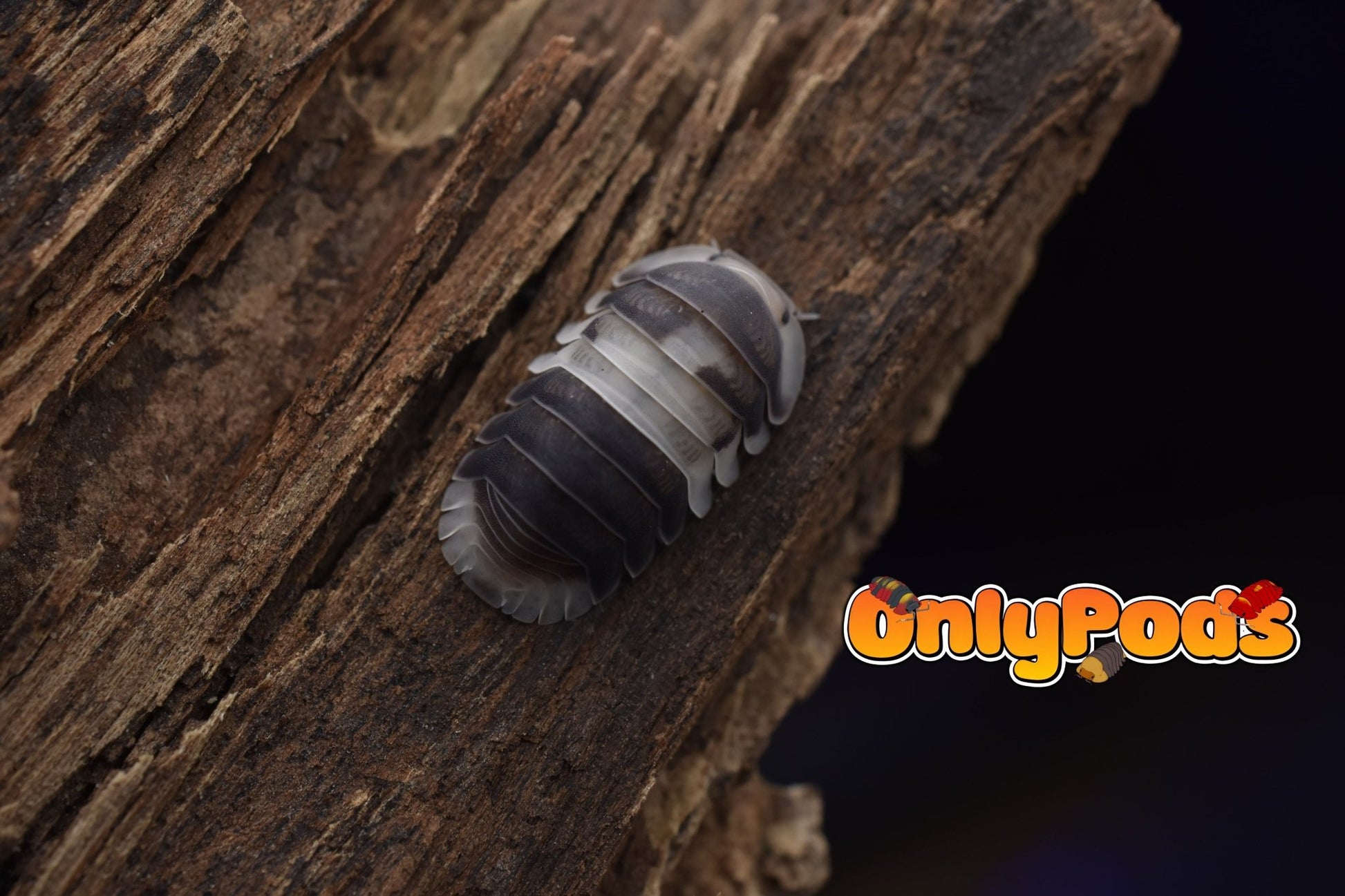 Cubaris Cuppa Cream Isopod for sale UK - OnlyPods