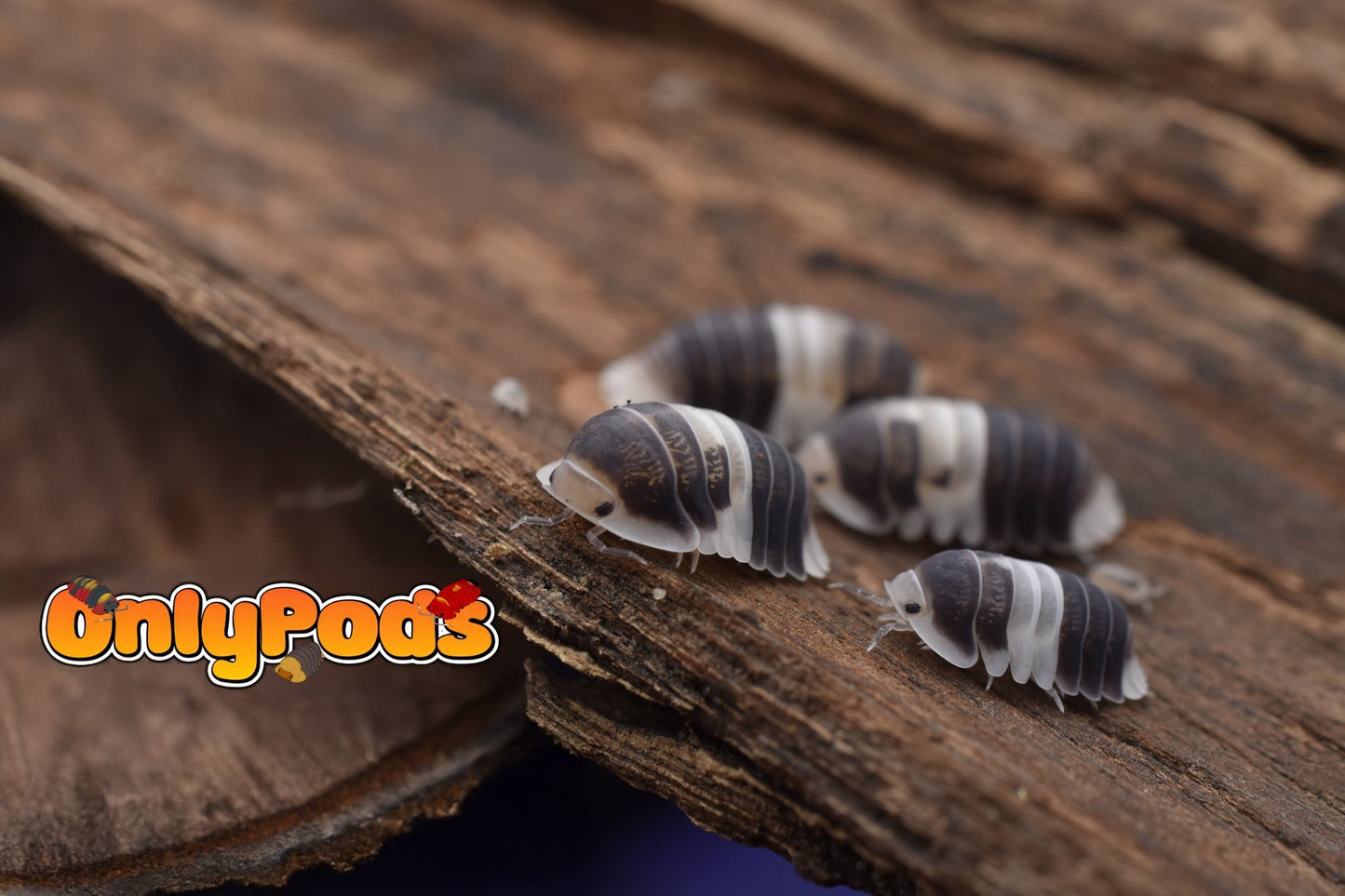 Cubaris Cuppa Cream Isopod for sale UK - OnlyPods