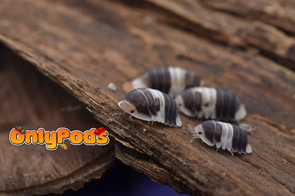 Cubaris Cuppa Cream Isopod for sale UK - OnlyPods