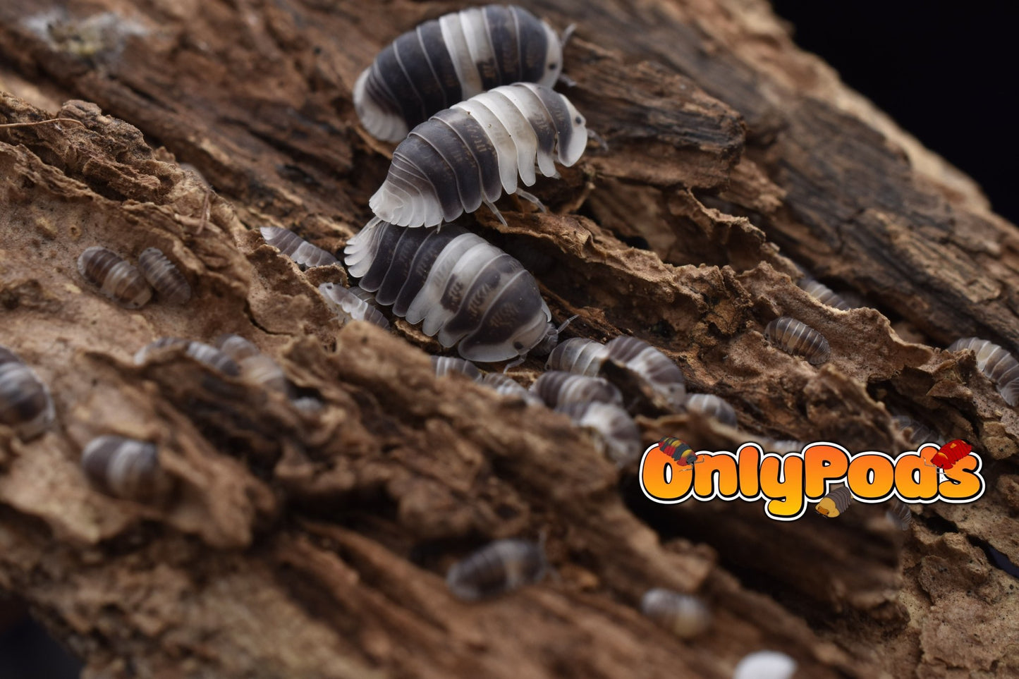 Cubaris Cuppa Cream Isopod for sale UK - OnlyPods