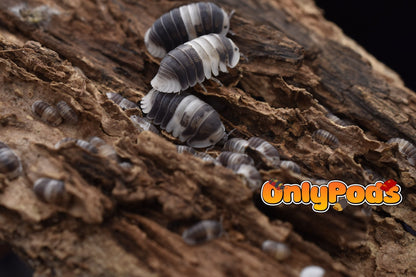 Cubaris Cuppa Cream Isopod for sale UK - OnlyPods