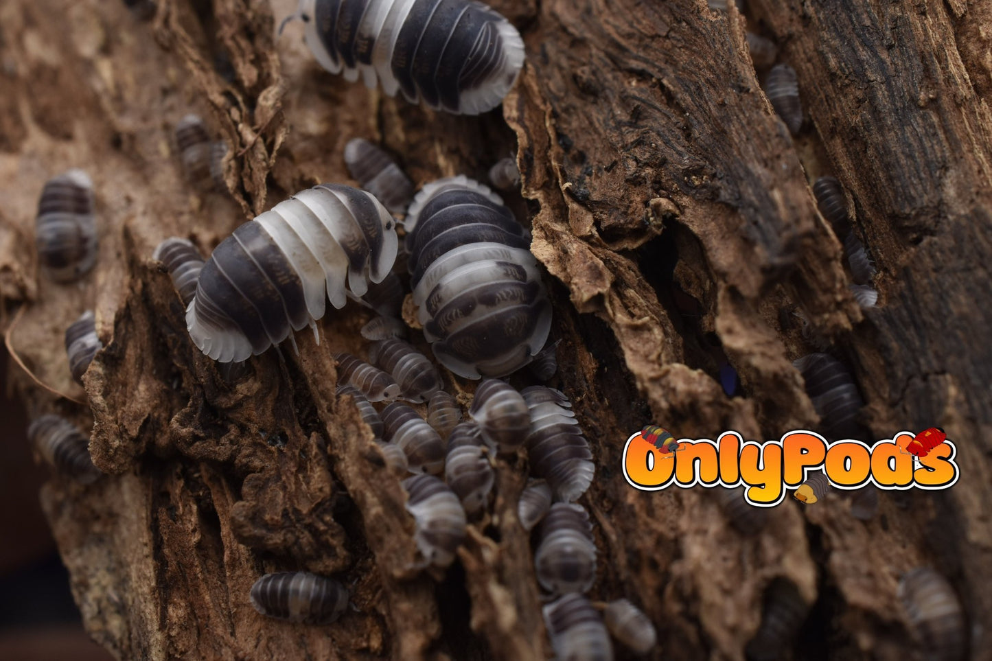 Cubaris Cuppa Cream Isopod for sale UK - OnlyPods