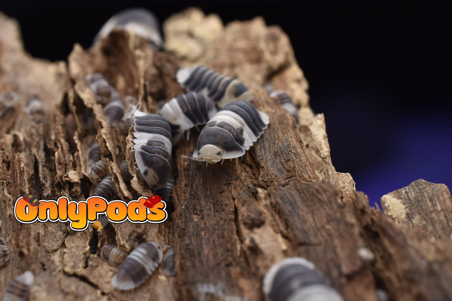Cubaris Cuppa Cream Isopod for sale UK - OnlyPods