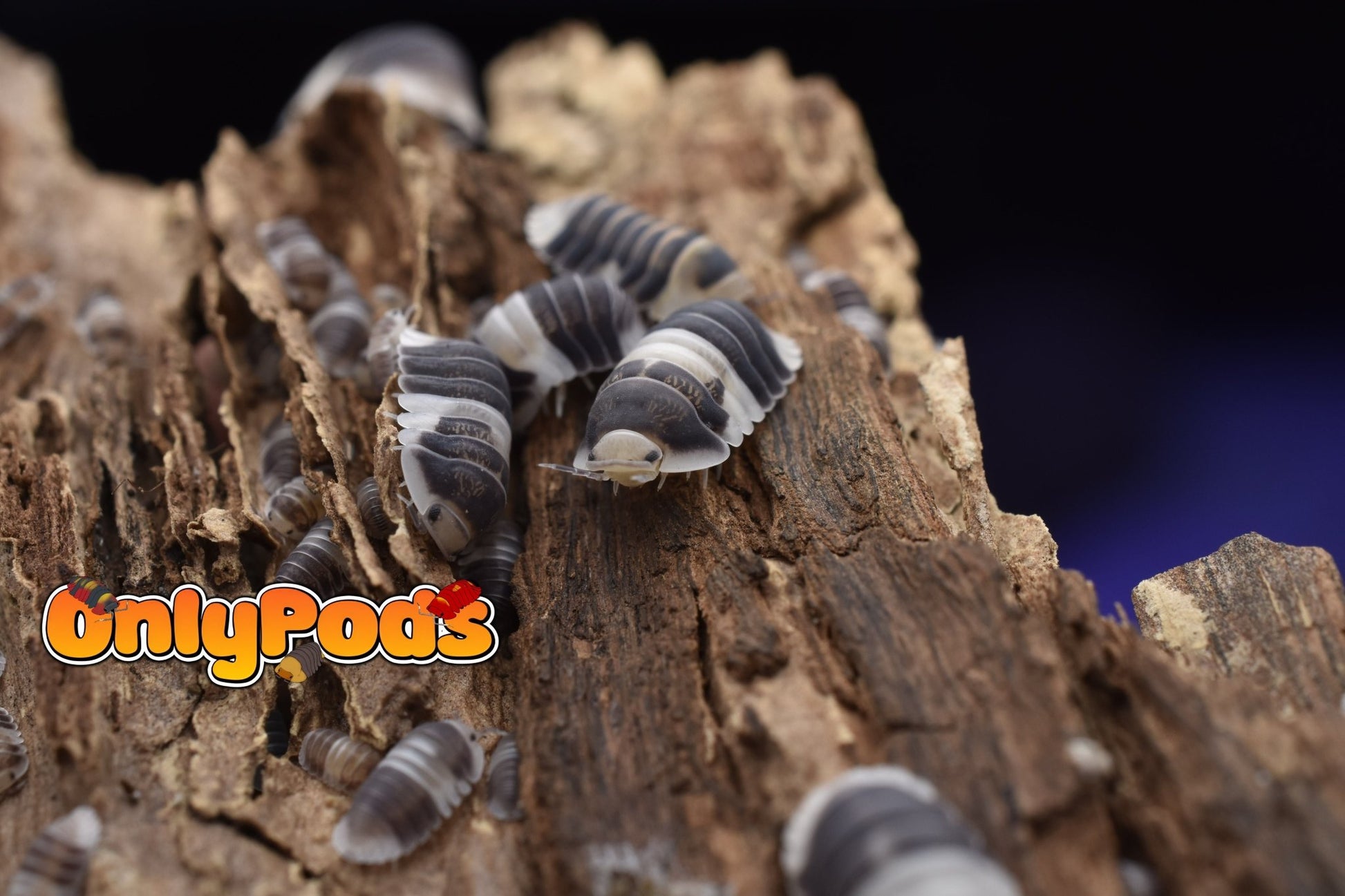 Cubaris Cuppa Cream Isopod for sale UK - OnlyPods