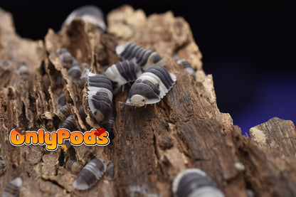 Cubaris Cuppa Cream Isopod for sale UK - OnlyPods