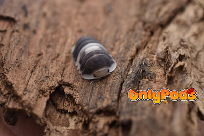Cubaris Cuppa Cream Isopod for sale UK - OnlyPods
