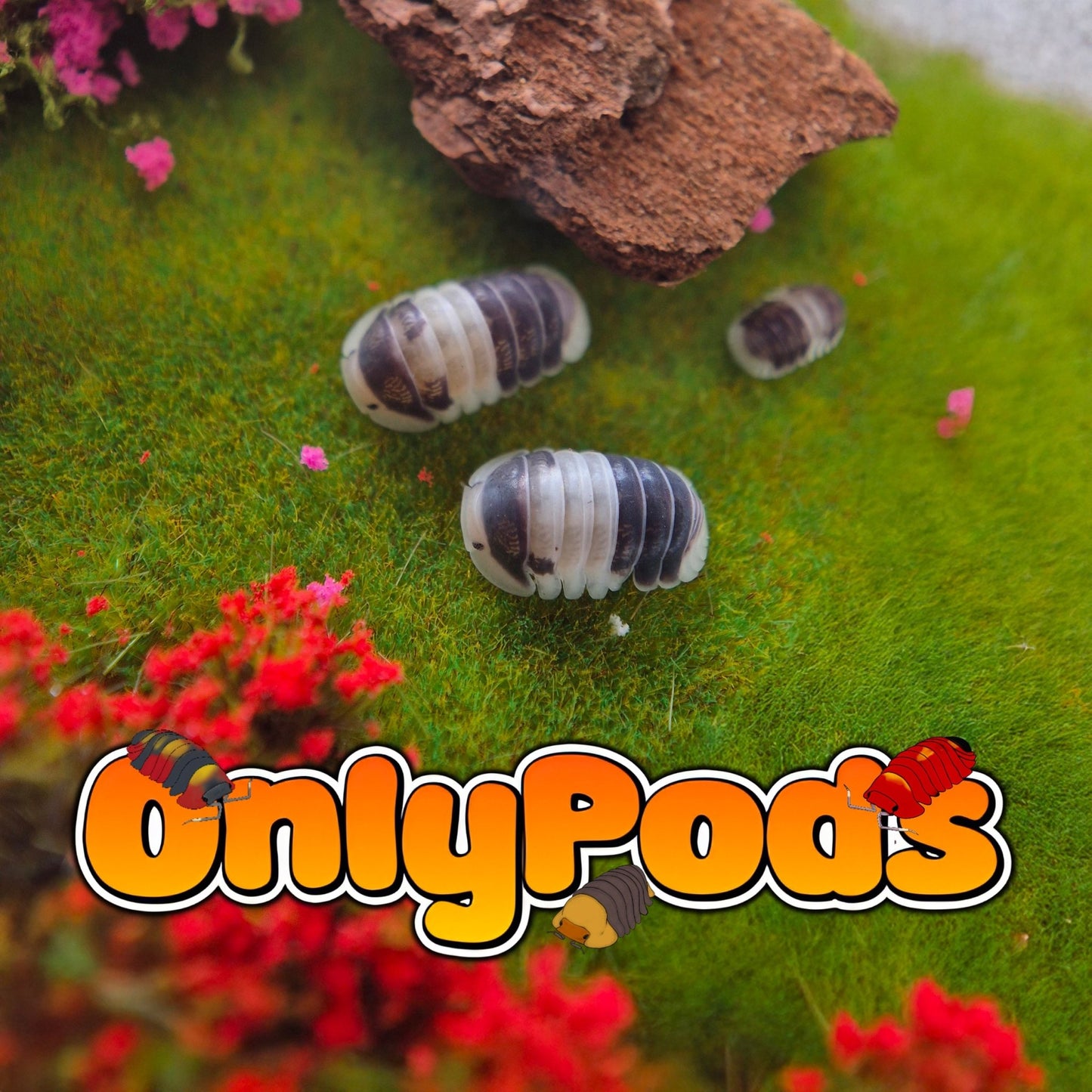 Cubaris Cuppa Cream Isopod for sale UK - OnlyPods