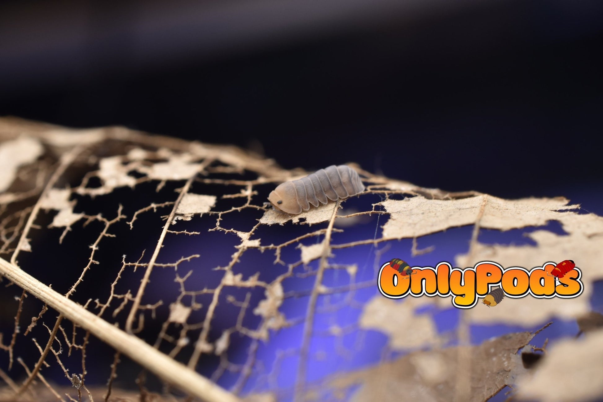 Cubaris Cute Honey Tiger Isopod for sale UK - OnlyPods