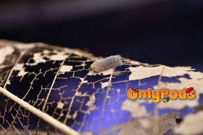 Cubaris Cute Honey Tiger Isopod for sale UK - OnlyPods