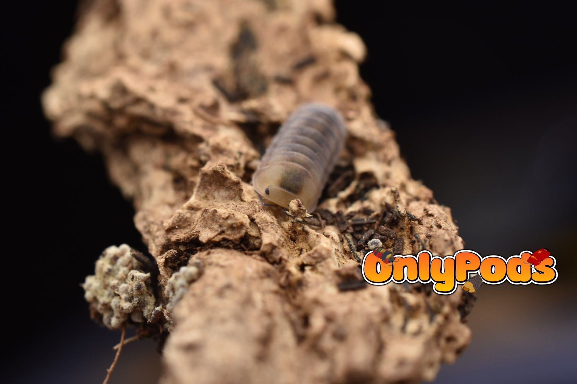 Cubaris Cute Honey Tiger Isopod for sale UK - OnlyPods