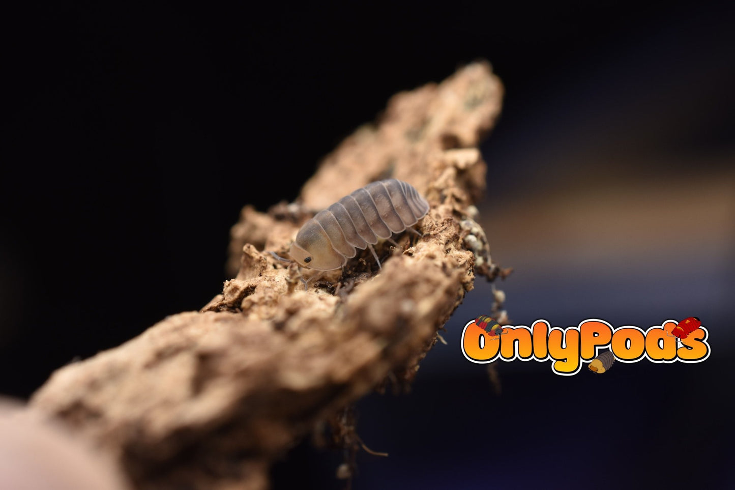 Cubaris Cute Honey Tiger Isopod for sale UK - OnlyPods