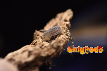 Cubaris Cute Honey Tiger Isopod for sale UK - OnlyPods