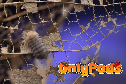 Cubaris Cute Honey Tiger Isopod for sale UK - OnlyPods