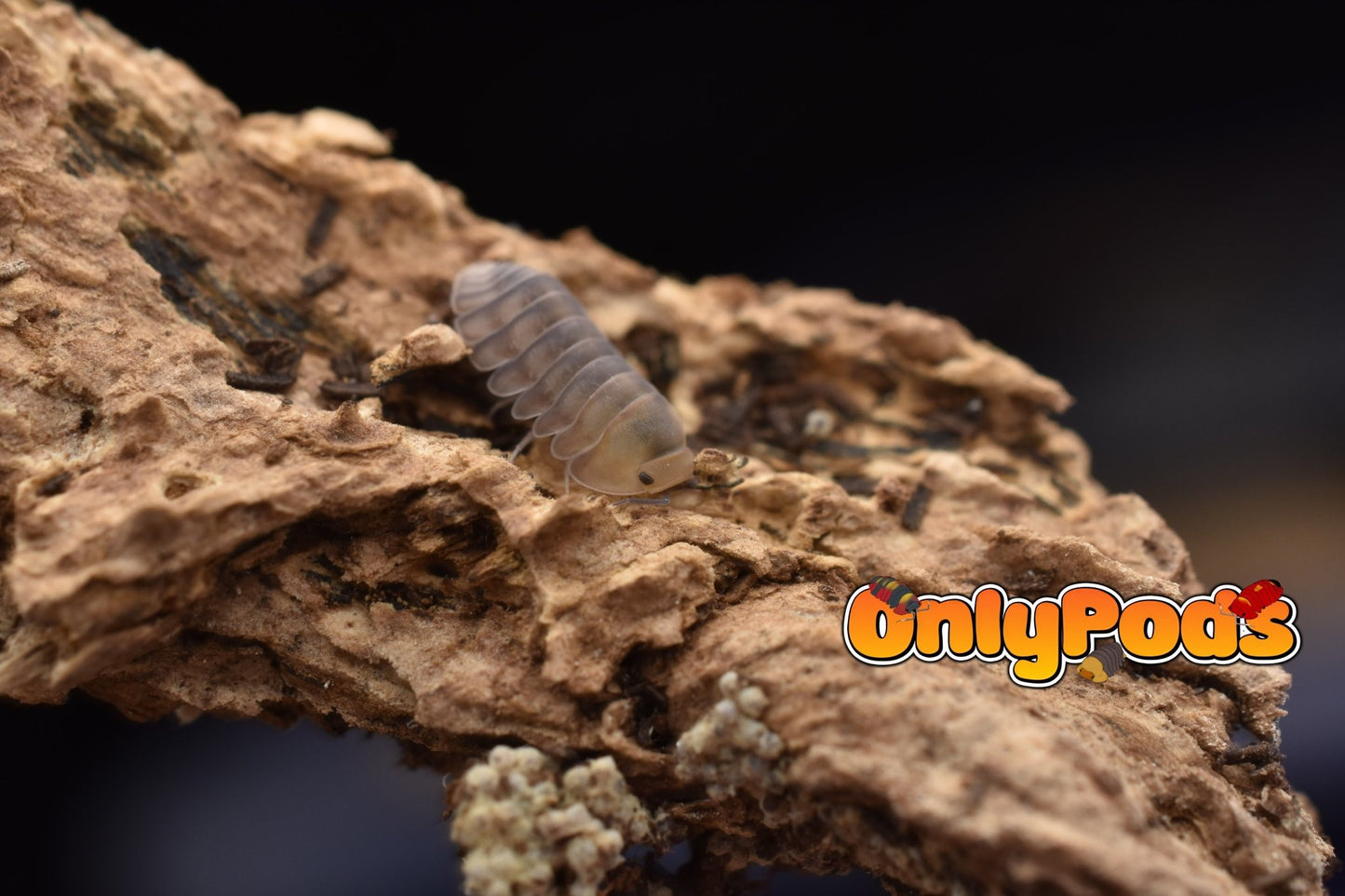 Cubaris Cute Honey Tiger Isopod for sale UK - OnlyPods