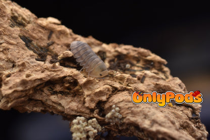 Cubaris Cute Honey Tiger Isopod for sale UK - OnlyPods