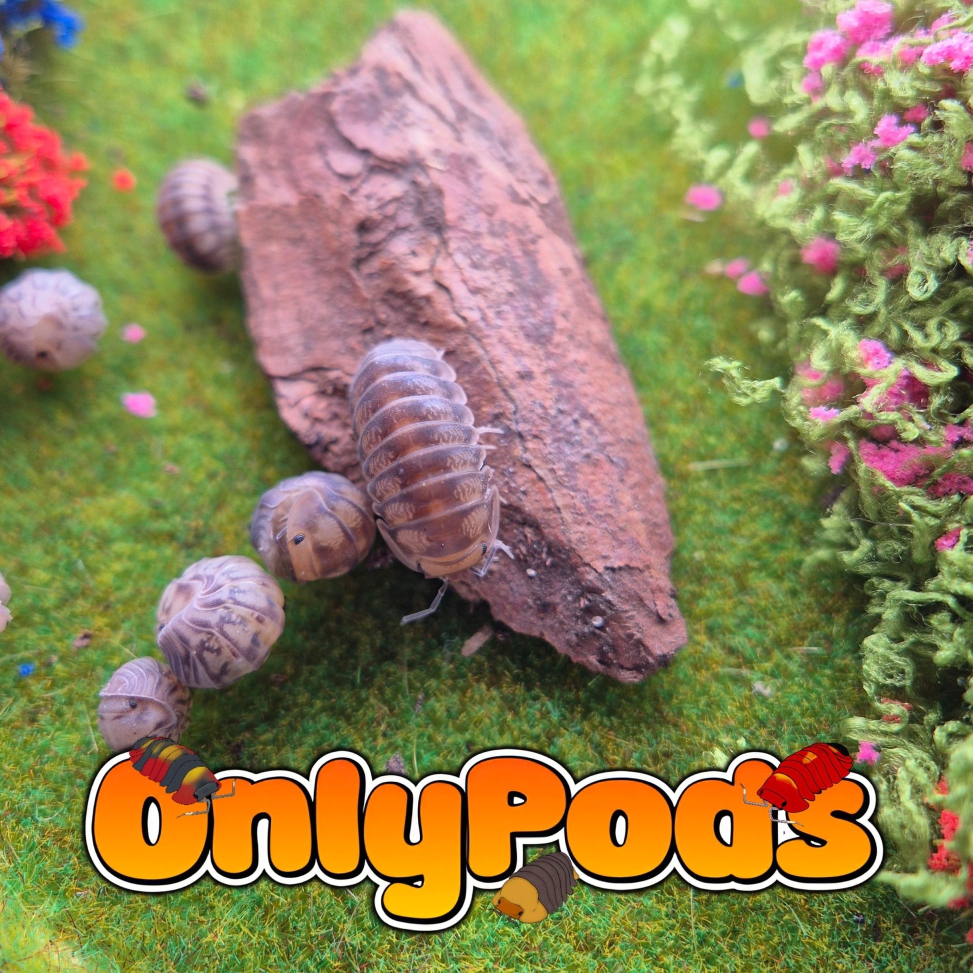 Cubaris Cute Honey Tiger Isopod for sale UK - OnlyPods
