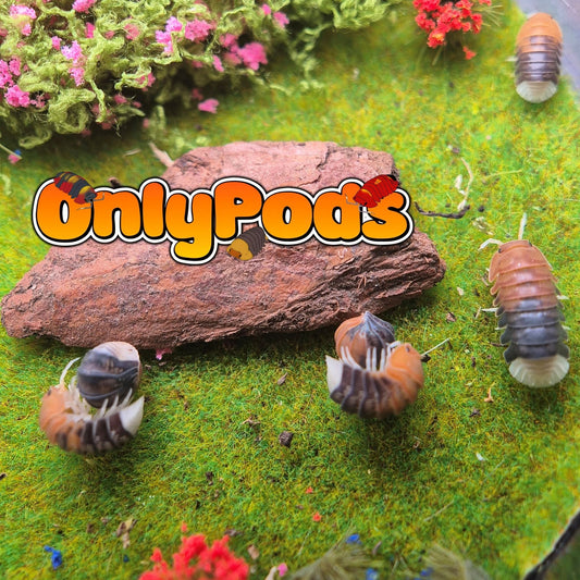 Cubaris Daxin Tricolor Isopod for sale UK - OnlyPods