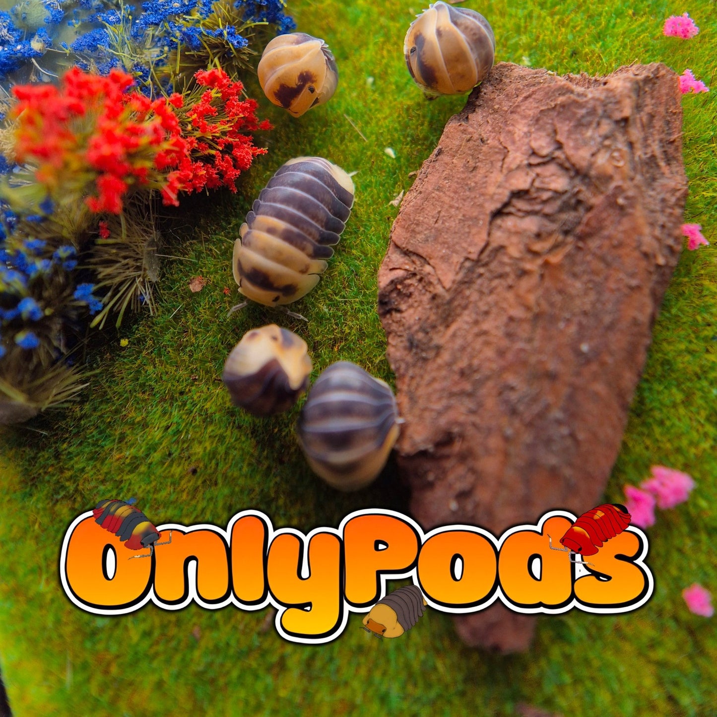 Cubaris Emperor Bee Isopod for sale UK - OnlyPods