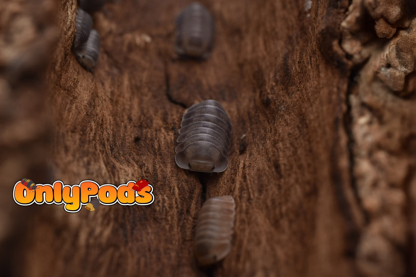 Cubaris Fog Isopod for sale UK - OnlyPods