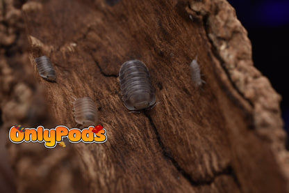 Cubaris Fog Isopod for sale UK - OnlyPods