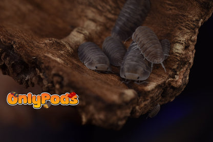 Cubaris Fog Isopod for sale UK - OnlyPods
