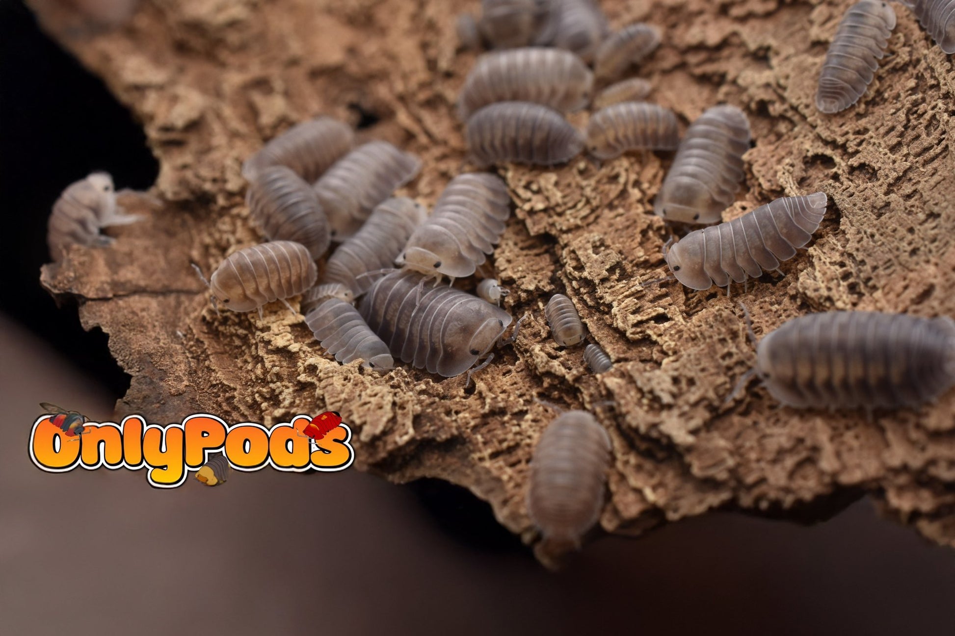 Cubaris Fog Isopod for sale UK - OnlyPods