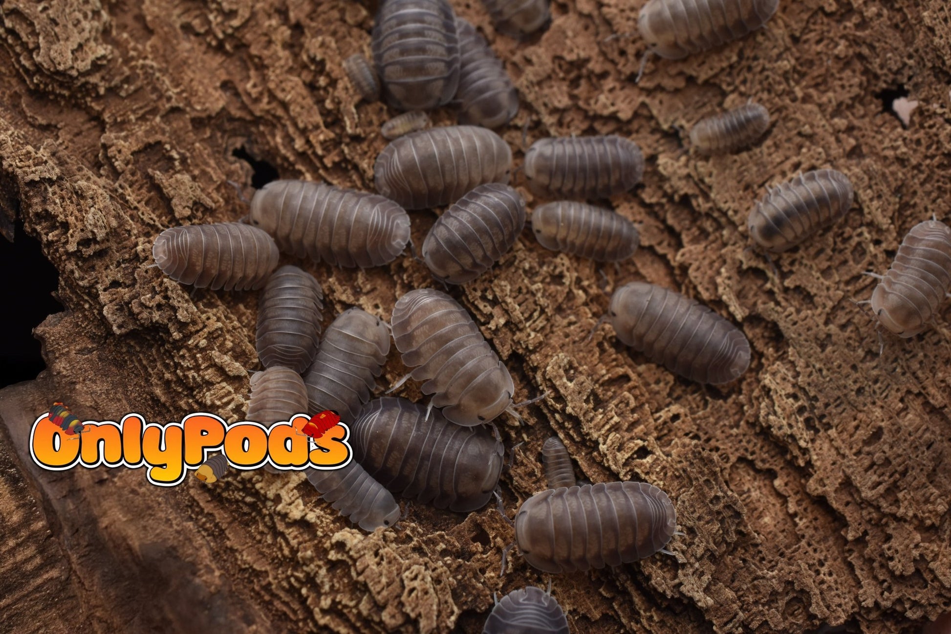 Cubaris Fog Isopod for sale UK - OnlyPods