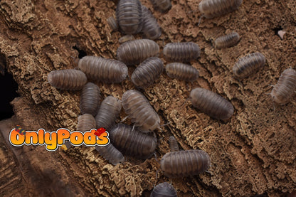 Cubaris Fog Isopod for sale UK - OnlyPods