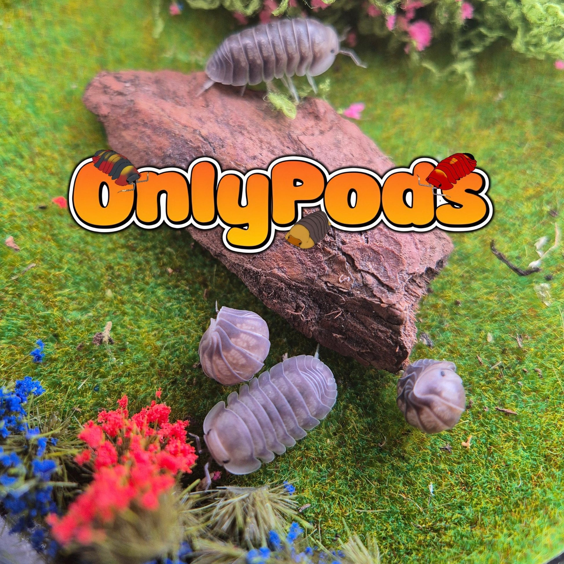 Cubaris Fog Isopod for sale UK - OnlyPods