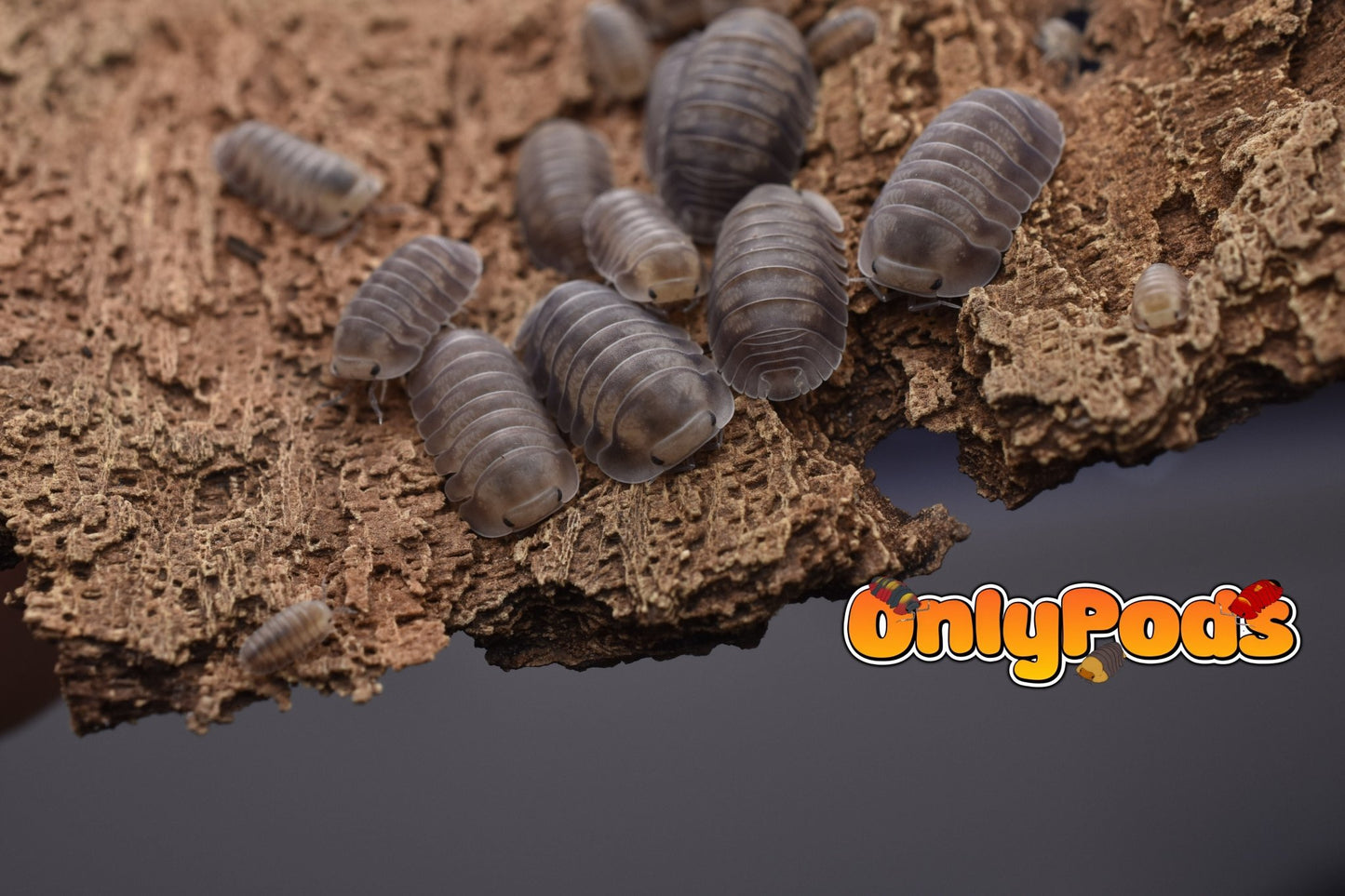 Cubaris Fog Isopod for sale UK - OnlyPods