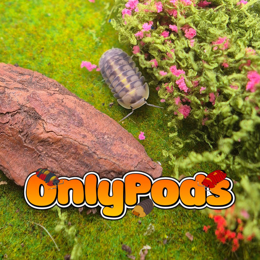 Cubaris Green Lazer Isopod for sale UK - OnlyPods