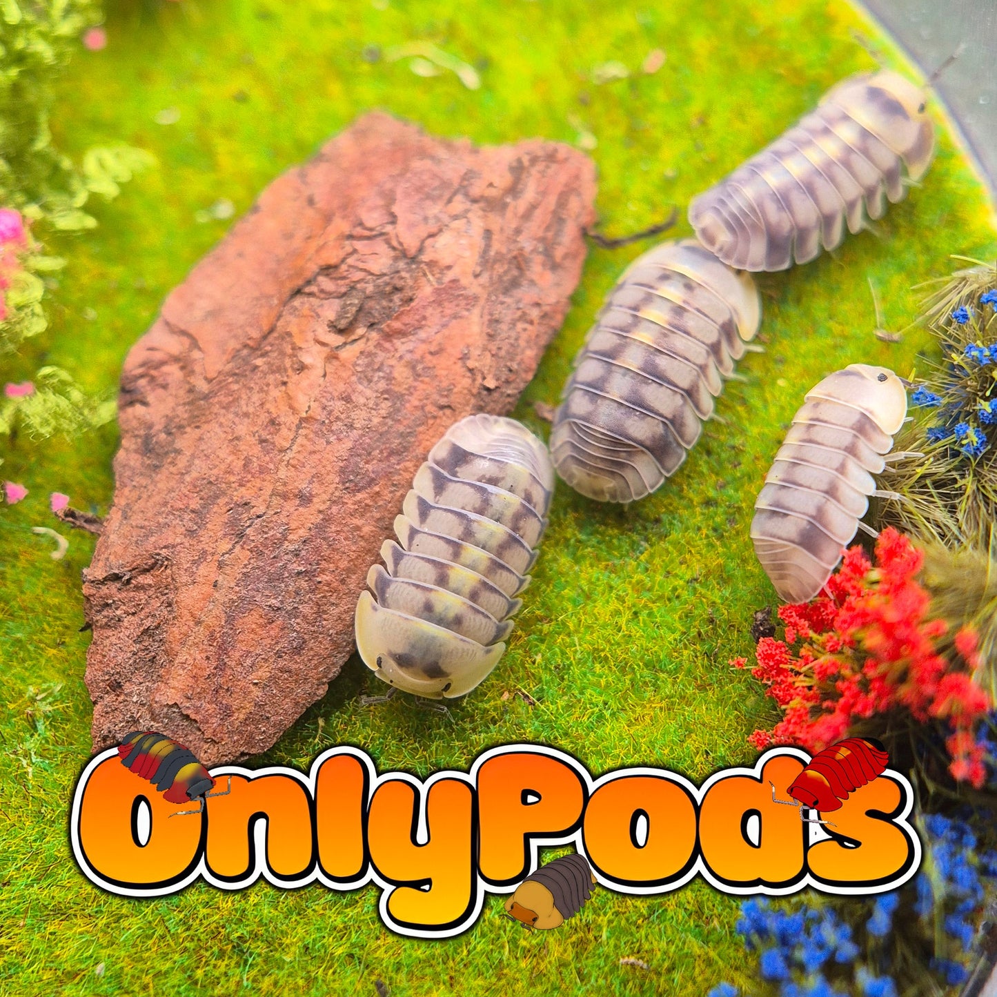 Cubaris Green Lazer Lfc Isopod for sale UK - OnlyPods