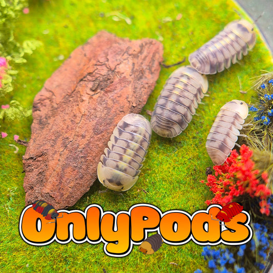 Cubaris Green Lazer Lfc Isopod for sale UK - OnlyPods