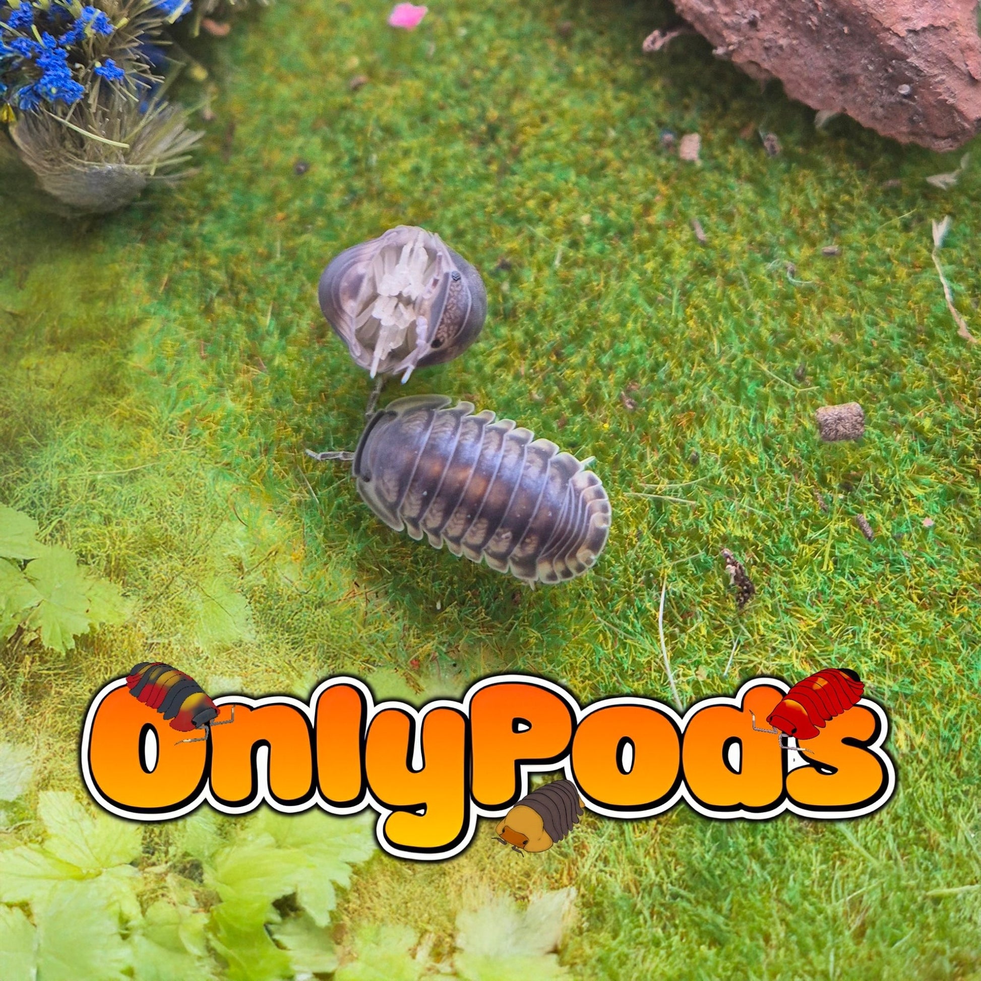 Cubaris Happy Nun Isopod for sale UK - OnlyPods
