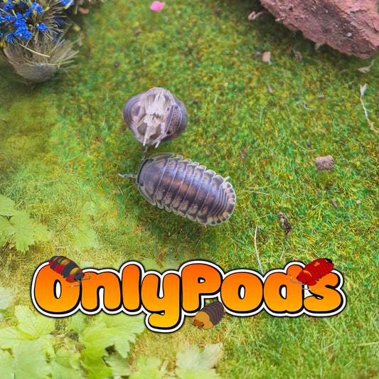 Cubaris Happy Nun Isopod for sale UK - OnlyPods