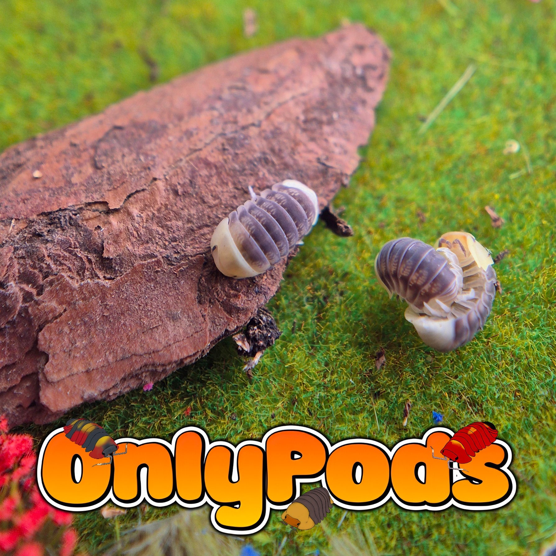 Cubaris Helios Ducky Isopod for sale UK - OnlyPods