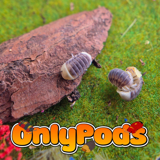 Cubaris Helios Ducky Isopod for sale UK - OnlyPods