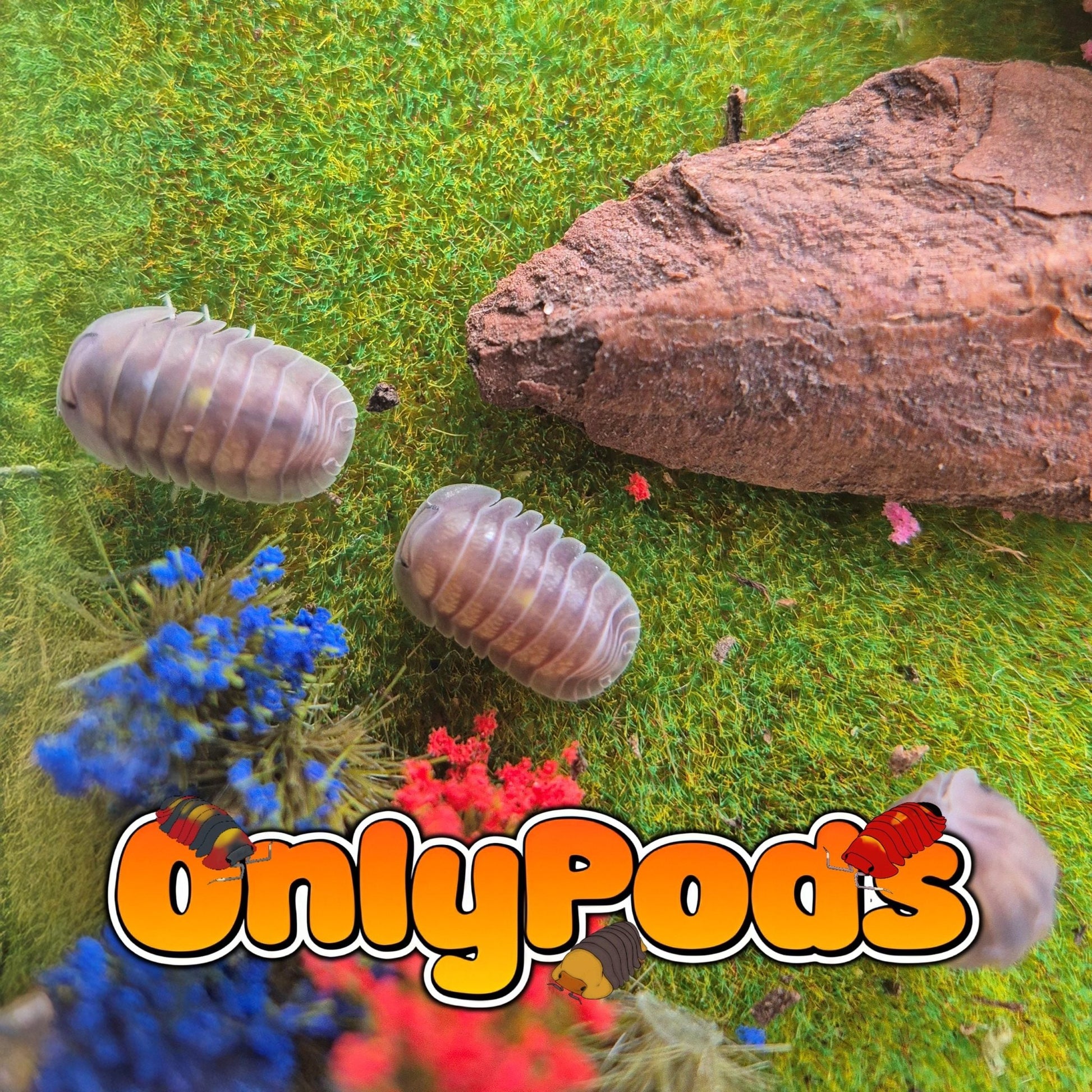 Cubaris Hematite Isopod for sale UK - OnlyPods