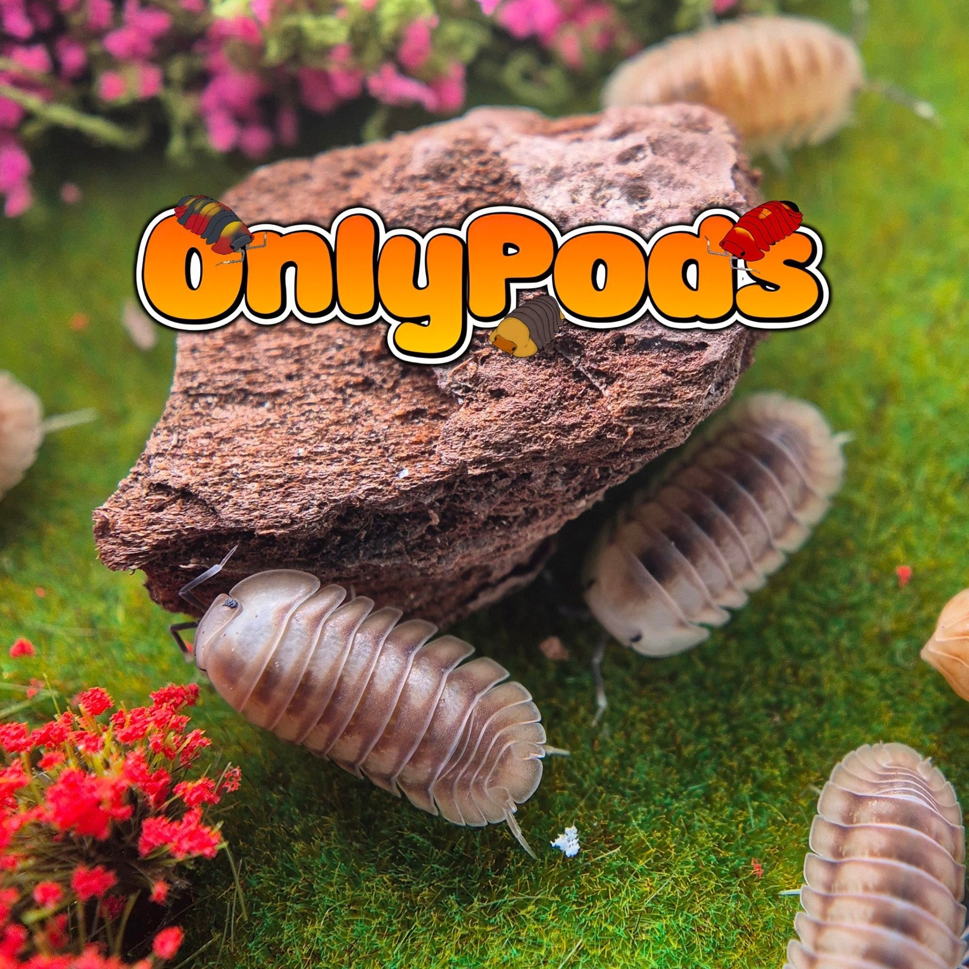 Cubaris Ice Flower Isopod for sale UK - OnlyPods