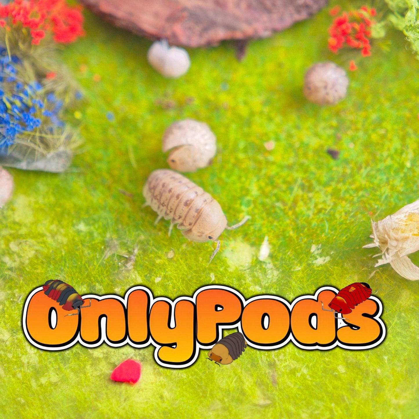 Cubaris Kayson Honey Isopod for sale UK - OnlyPods