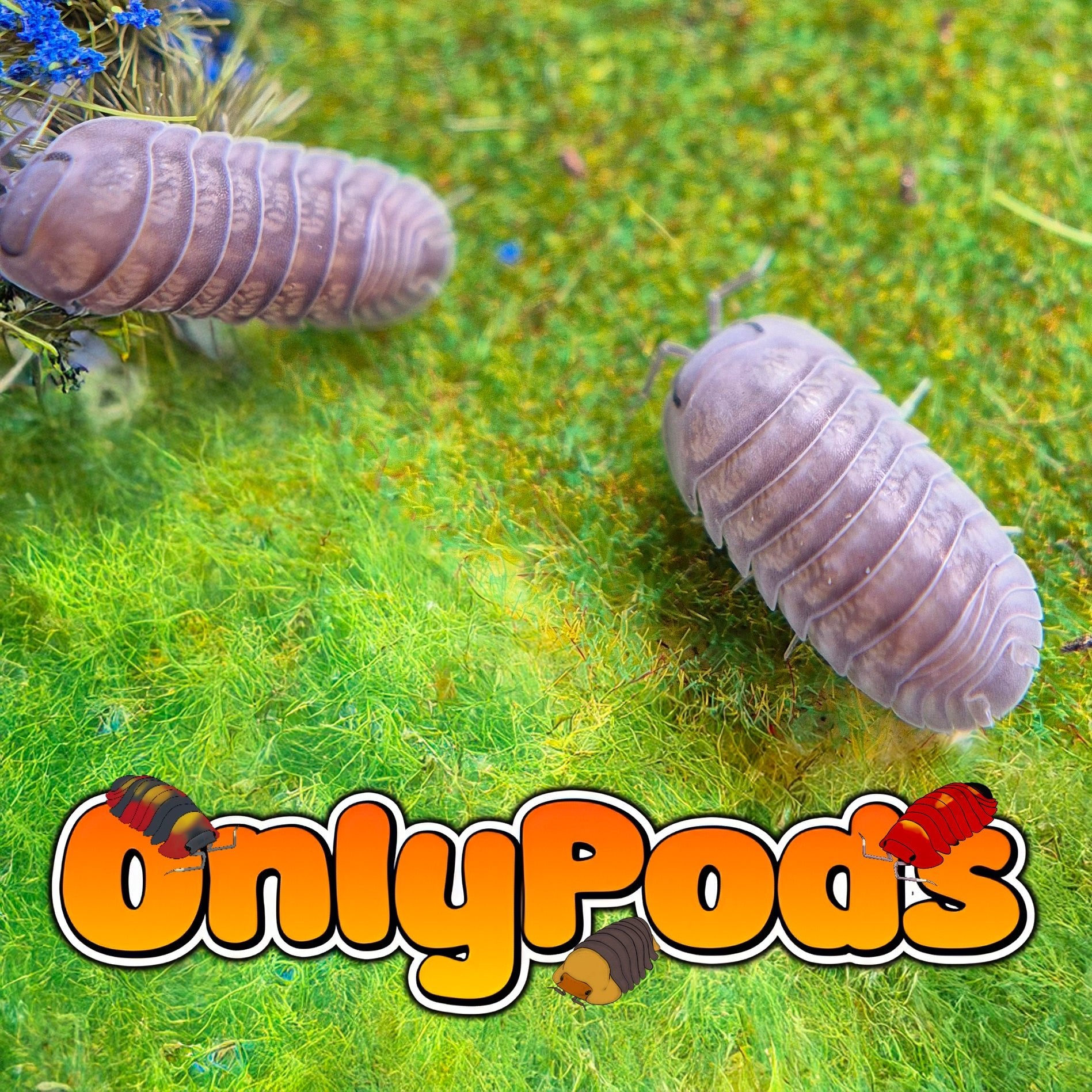 Cubaris Lagoon Bay Isopod for sale UK - OnlyPods
