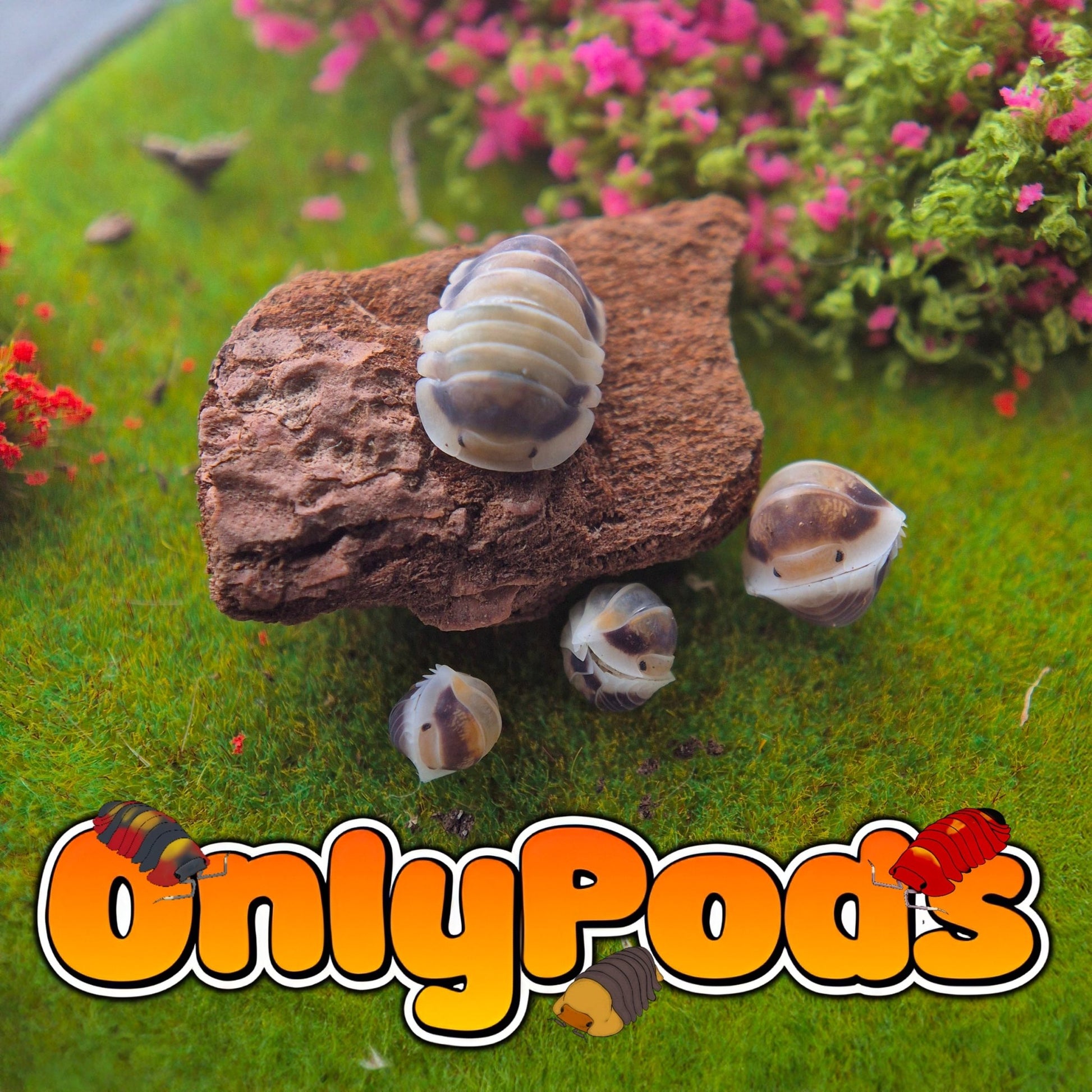 Cubaris Latte Isopod for sale UK - OnlyPods