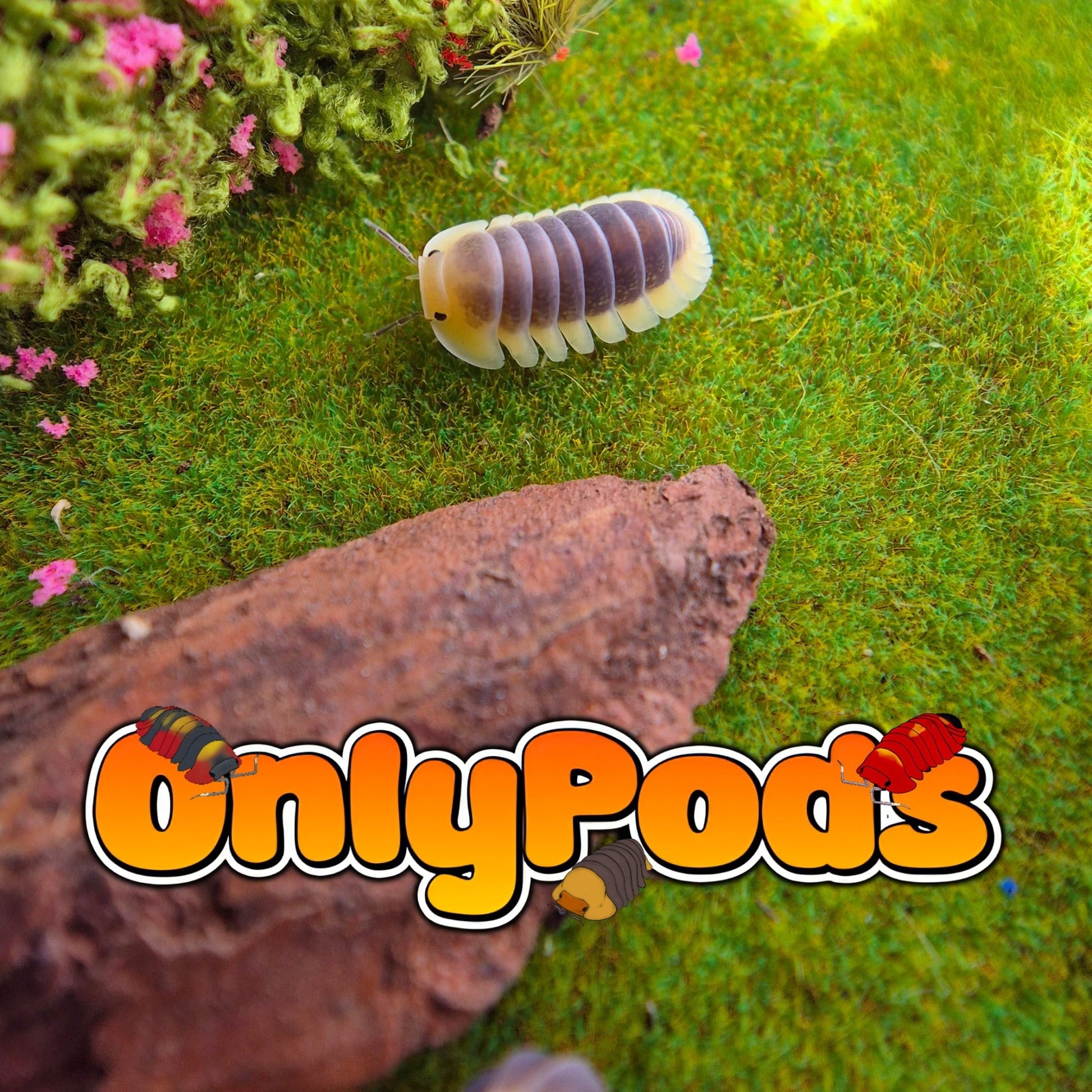Cubaris Lemon Blue Isopod for sale UK - OnlyPods