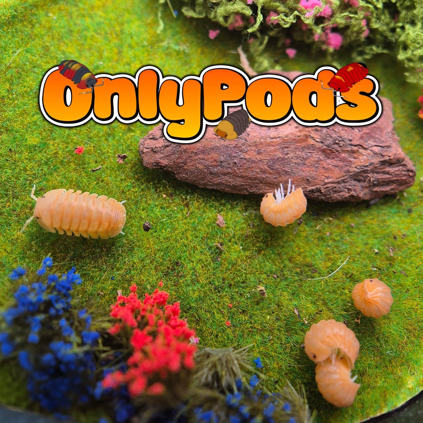 Cubaris Mandarin Ducky Isopod for sale UK - OnlyPods